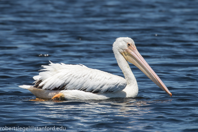 emily renzel wetlands